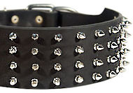 3 inch custom spiked collar for Bulldog