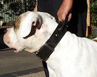 2 ply leather agitation Collar with handle for Bulldog Training