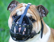Bulldog Muzzles,Bulldog Leather Muzzles,Bulldog Wire Dog Muzzles,Bulldog Basket Muzzles,Padded Dog Muzzles,Cage Dog Muzzles For Bulldogs