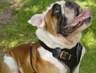 Bulldog Harness,Leather Dog Harness For Bulldog,Spiked Dog Harnesses,Nylon Dog Harness For Bulldog,Dog Harness Vest For Bulldogs,Tracking Dog Harness,Studded Dog Harness For Bulldogs