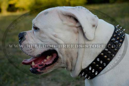 Designer Adjustable Leather American Bulldog Collar