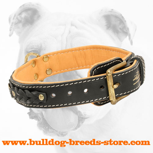 Strong Brass Fittings on Hand-Made Walking Leather Bulldog Collar