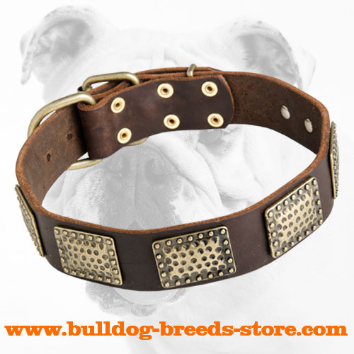 Walking Leather Bulldog Collar with Vintage Plates