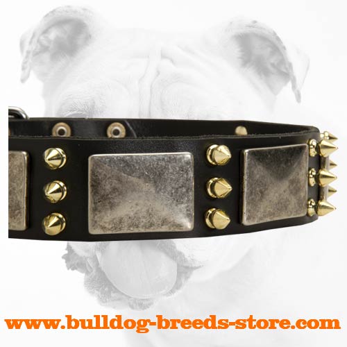 Nickel Plates and Brass Spikes on Walking Leather Bulldog Collar