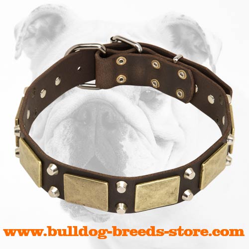 Adjustable Training Leather Bulldog Collar with Brass Plates and Nickel Cones