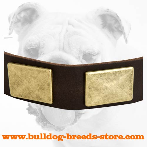 Brass Plates on Safe Walking Leather Bulldog Collar 