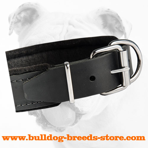 Reliable Fittings of Comfortable Padded Leather Bulldog Collar