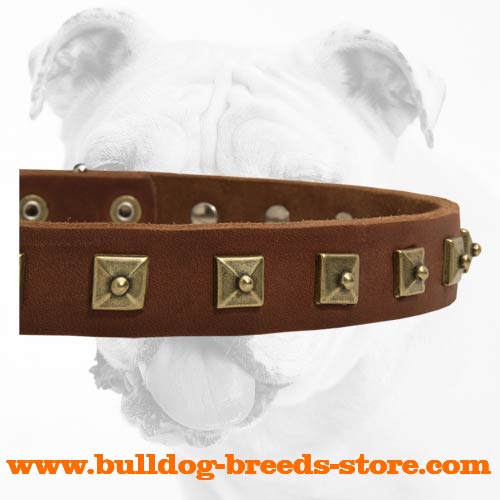 Square Studs on Decorated Leather Bulldog Collar