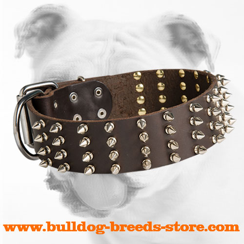 Designer Walking Spiked Leather Bulldog Collar