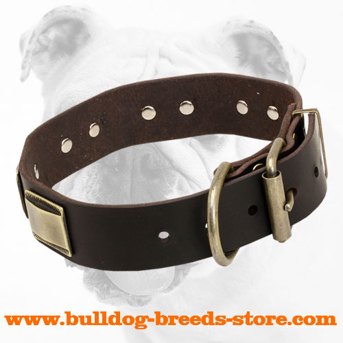 Leather Bulldog Collar with Brass Buckle for Handling