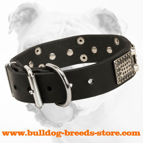 Walking Leather Bulldog Collar with Strong Buckle