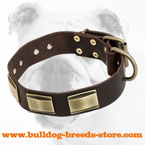 Stylish Walking Leather Bulldog Collar with Brass Plates