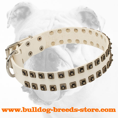 Walking White Leather Bulldog Collar with Square Nickel Studs