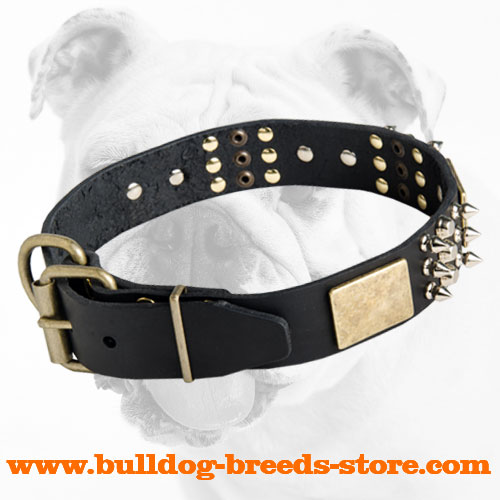 Stylish Leather Bulldog Collar with Studs, Spikes, Plates and Buckle