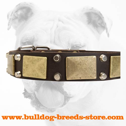 Studs and Plates on Walking Leather Bulldog Collar