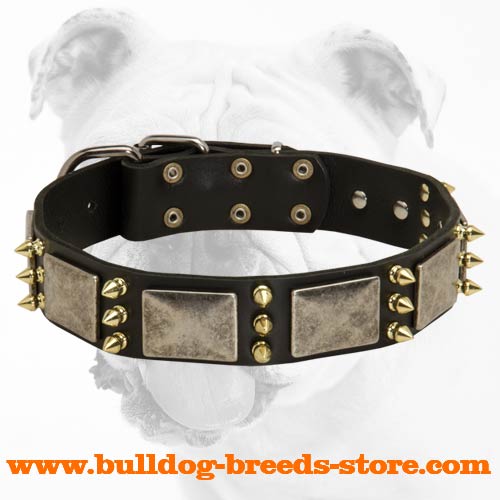 Stylish Leather Bulldog Collar with Nickel Plates and Brass Spikes