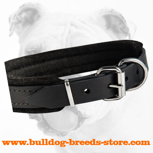 Soft Padded Walking Leather Bulldog Collar with Nickel Plated Buckle