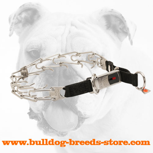 Training Stainless Steel Bulldog Prong Collar