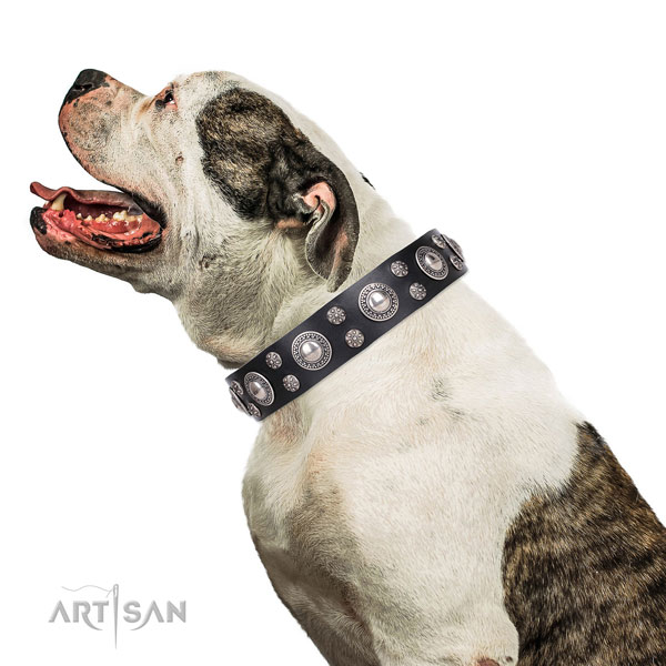 Bulldog remarkable genuine leather dog collar for walking