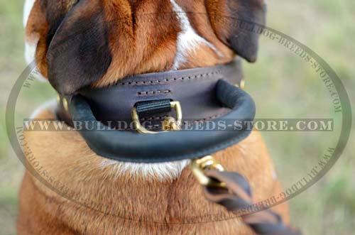 Thick Handle on Training Leather Bulldog Collar