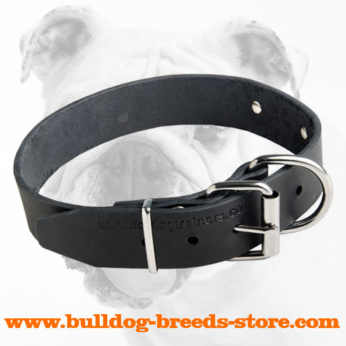 Reliable Leather Bulldog Collar Strong Nickel Hardware