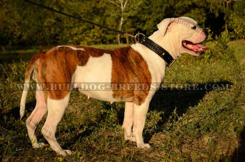 Handcrafted Braided Leather Bulldog Collar for Walking