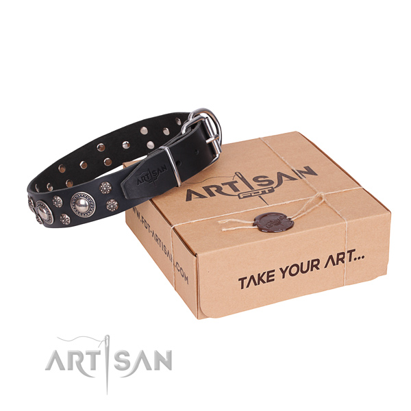 Daily leather dog collar with astounding studs