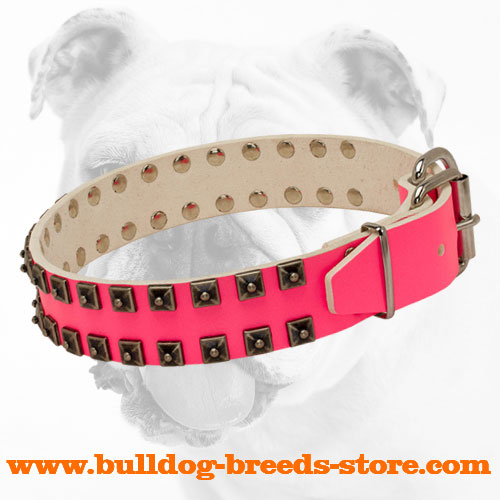 Fashionable Leather Bulldog Collar with Nickel Hardware