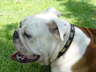 American Bulldog Leather Special Dog Collar with Plates