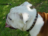 leather dog collar for english bulldog
