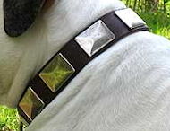 Handcrafted Leather Dog Collar With Vintage Massive Plates