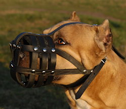 leather-wire-dog-muzzle-pitbull
