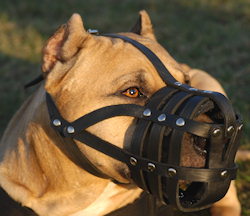pitbull-leather-muzzle