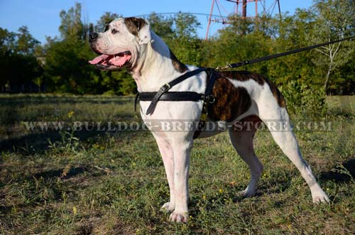 Strong Tracking Leather American Bulldog Harness