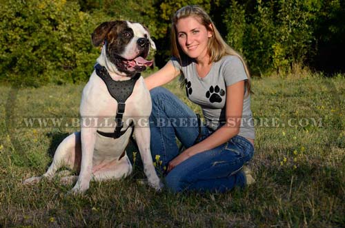 Reliable Spiked Leather Dog Harness for American Bulldogs