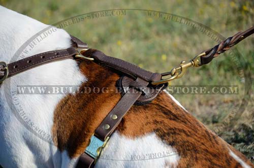 Padded Back Plate of Leather Bulldog Harness with Quick Release Buckle