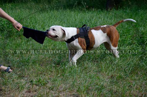 Lightweight Nylon American Bulldog Harness