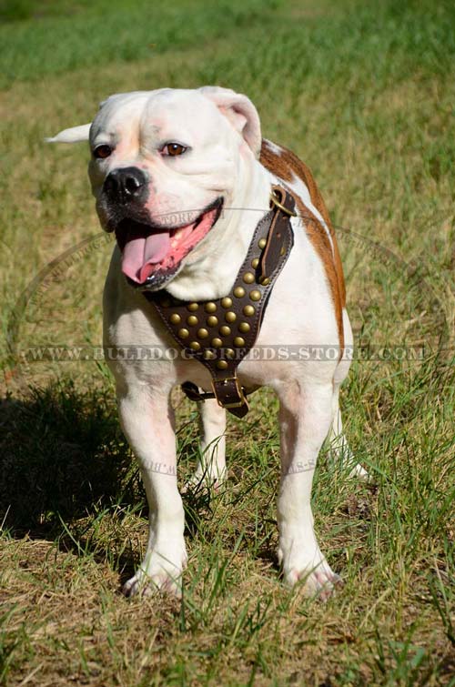 Stylish Hand Studded Leather American Bulldog Harness