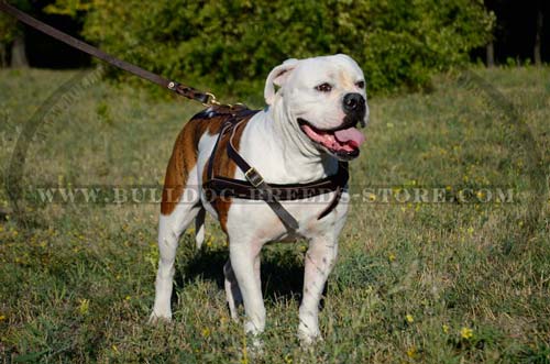 Lightweight Leather Harness for American Bullies