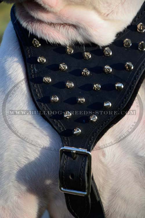 Spikes on Leather Harness with Comfortable Chest Plate