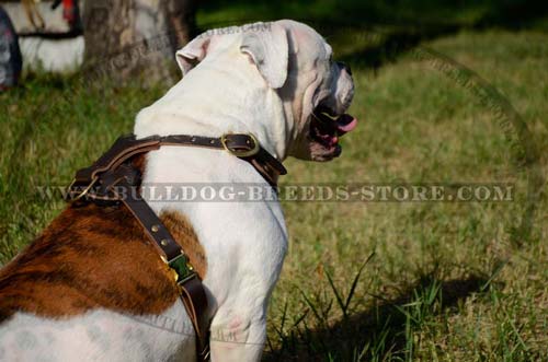Reliable Studded Leather Bulldog Harness with Padded Back Plate