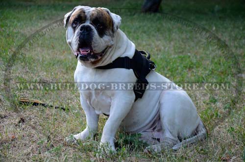 Lightweight Nylon American Bulldog Harness for Better Control