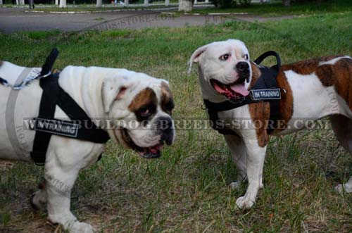 Lightweight Nylon American Bulldog Harness for Sport Activities
