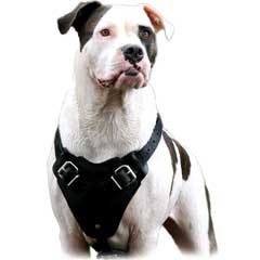 Leather Bulldog Harness for Regular Training