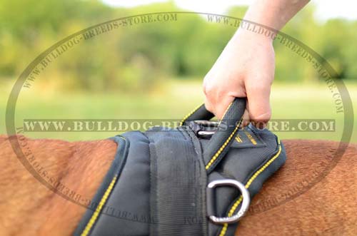 Handle on Training Nylon Bulldog Harness