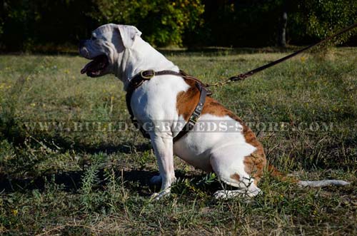 Safe Leather American Bulldog Harness with Wide Straps