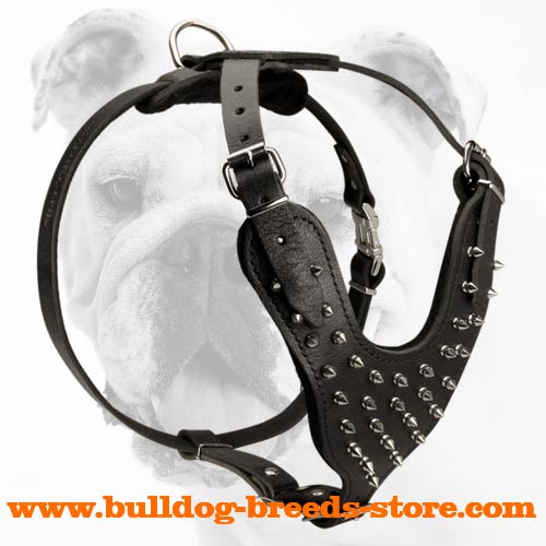 Walking Leather Bulldog Harness with Spikes