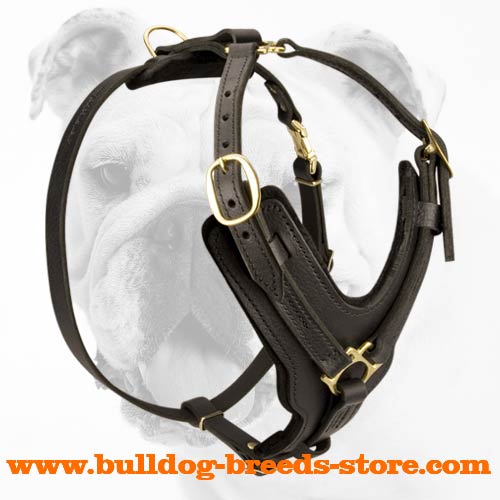 Regular Training Leather Bulldog Harness with Wide Straps