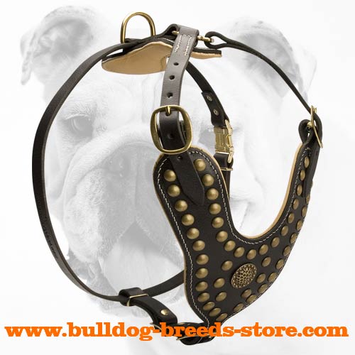 Safe and Durable Brass Studded Training Leather Bulldog Harness