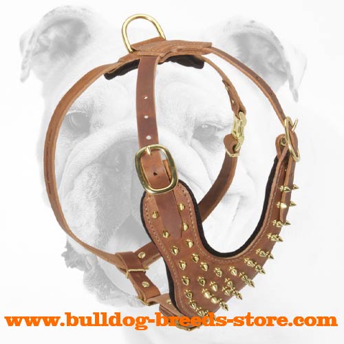 Walking Spiked Leather Bulldog Harness with a Soft Padded Chest Area
